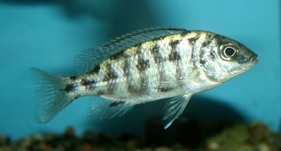 Protomelas sp. 'steveni imperial' Msisi